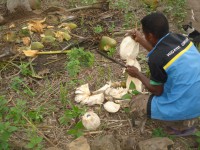 /album/ilha-de-atauro-/atauro-7e8dez2012-142-jpg/